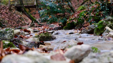 bach-herbst-wald-steine