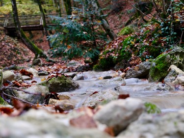 bach-herbst-wald-steine
