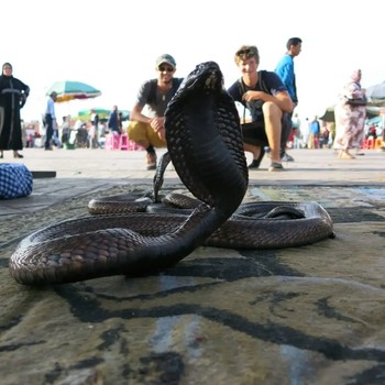 cobra-marrakesh-kletterreise