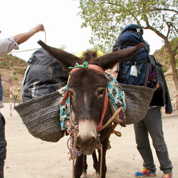 esel-berber-anreise