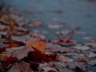 leaves_road_autumn