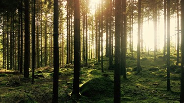 natur-wald-baeume-sonne-moos