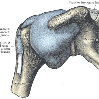 schultergelenk-anatomie-trainingstherapie