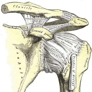 schultergelenk-knochen-baender